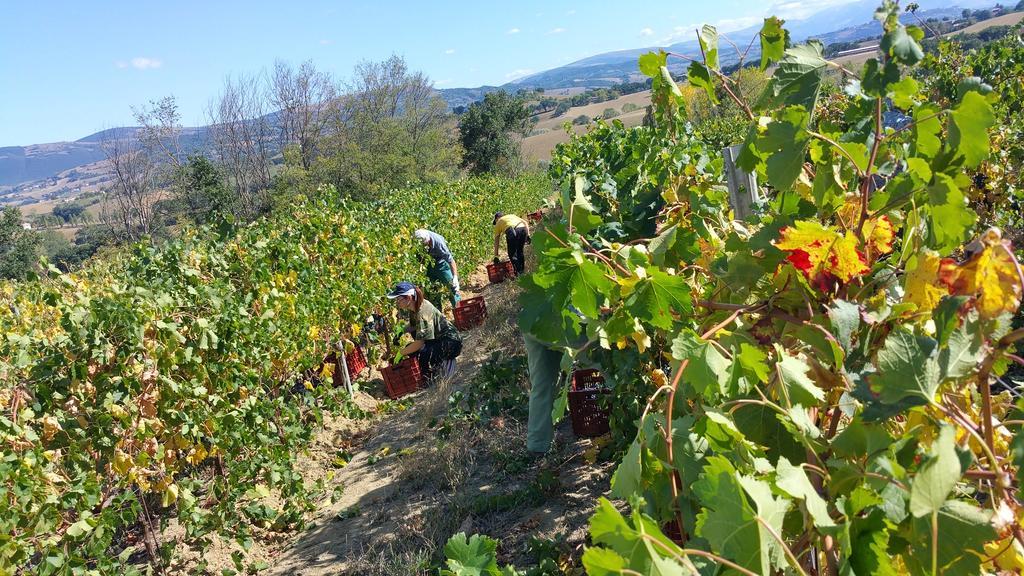 Pietra Maula Agriturismo Castelraimondo ภายนอก รูปภาพ