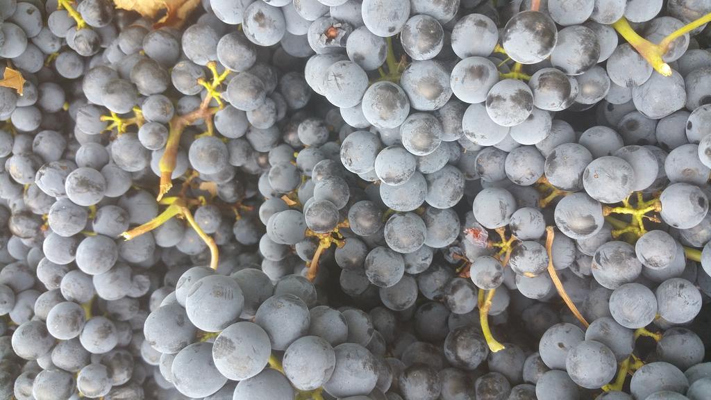 Pietra Maula Agriturismo Castelraimondo ภายนอก รูปภาพ