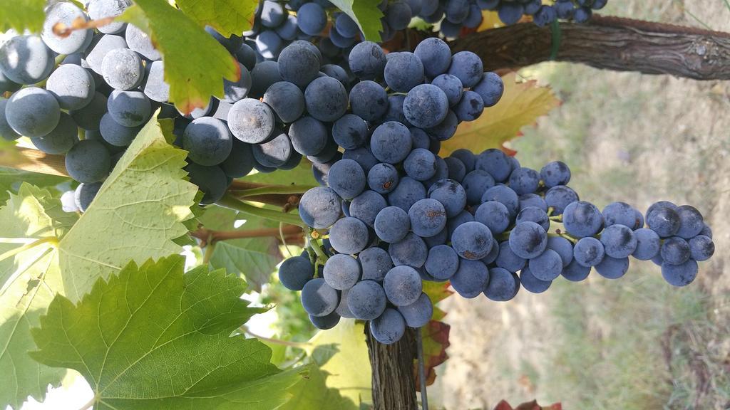 Pietra Maula Agriturismo Castelraimondo ภายนอก รูปภาพ